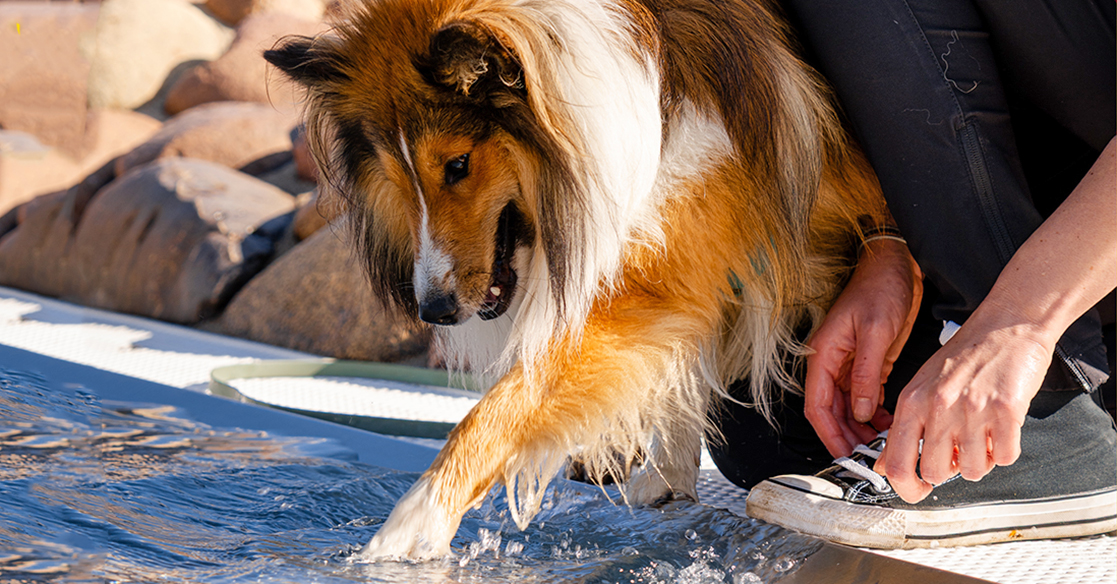 Fotoserie Hundebadetag | MUBVIdeoDesign